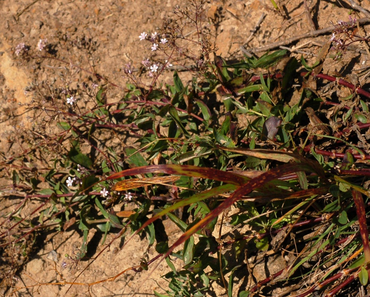 Image of Gypsophila pacifica specimen.