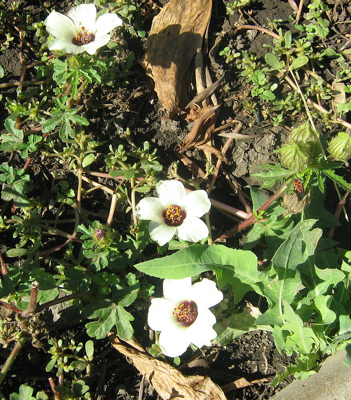 Изображение особи Hibiscus trionum.