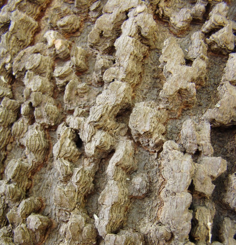 Image of genus Celtis specimen.