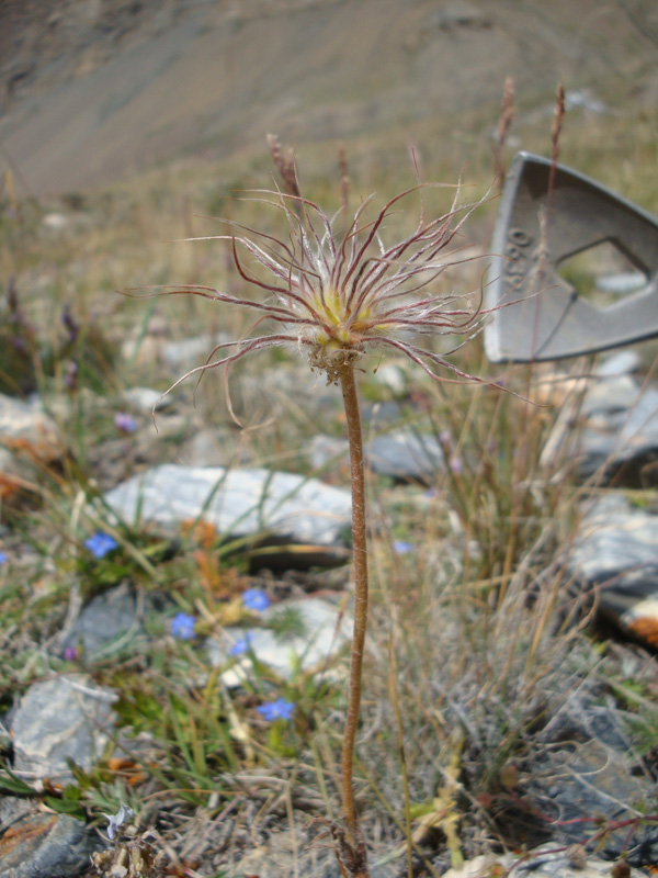 Image of Pulsatilla campanella specimen.