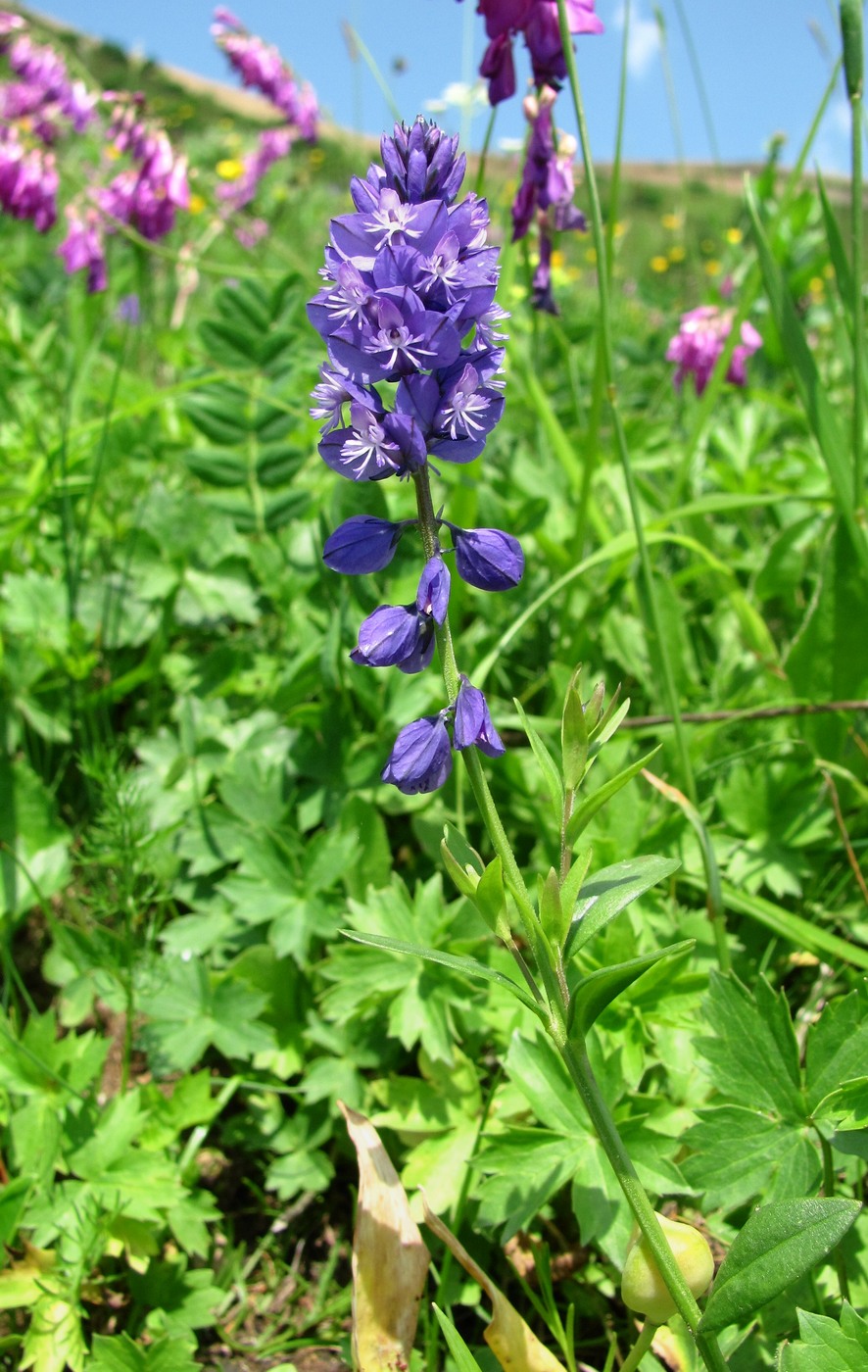 Изображение особи Polygala alpicola.