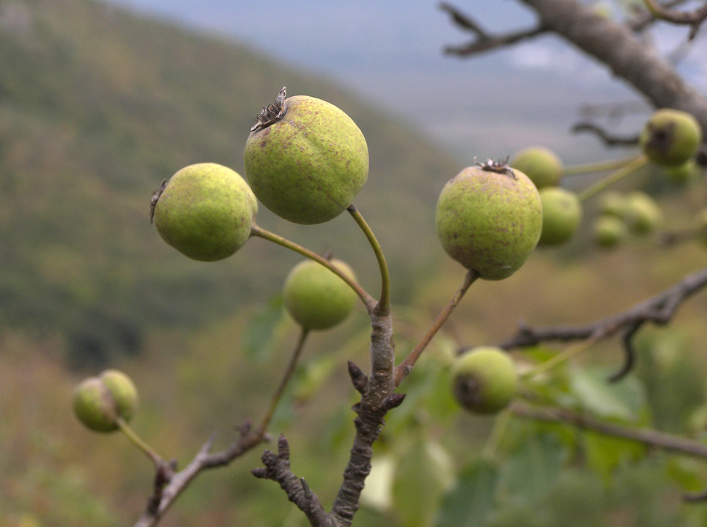 Image of Pyrus caucasica specimen.