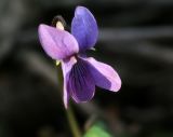 Viola epipsila