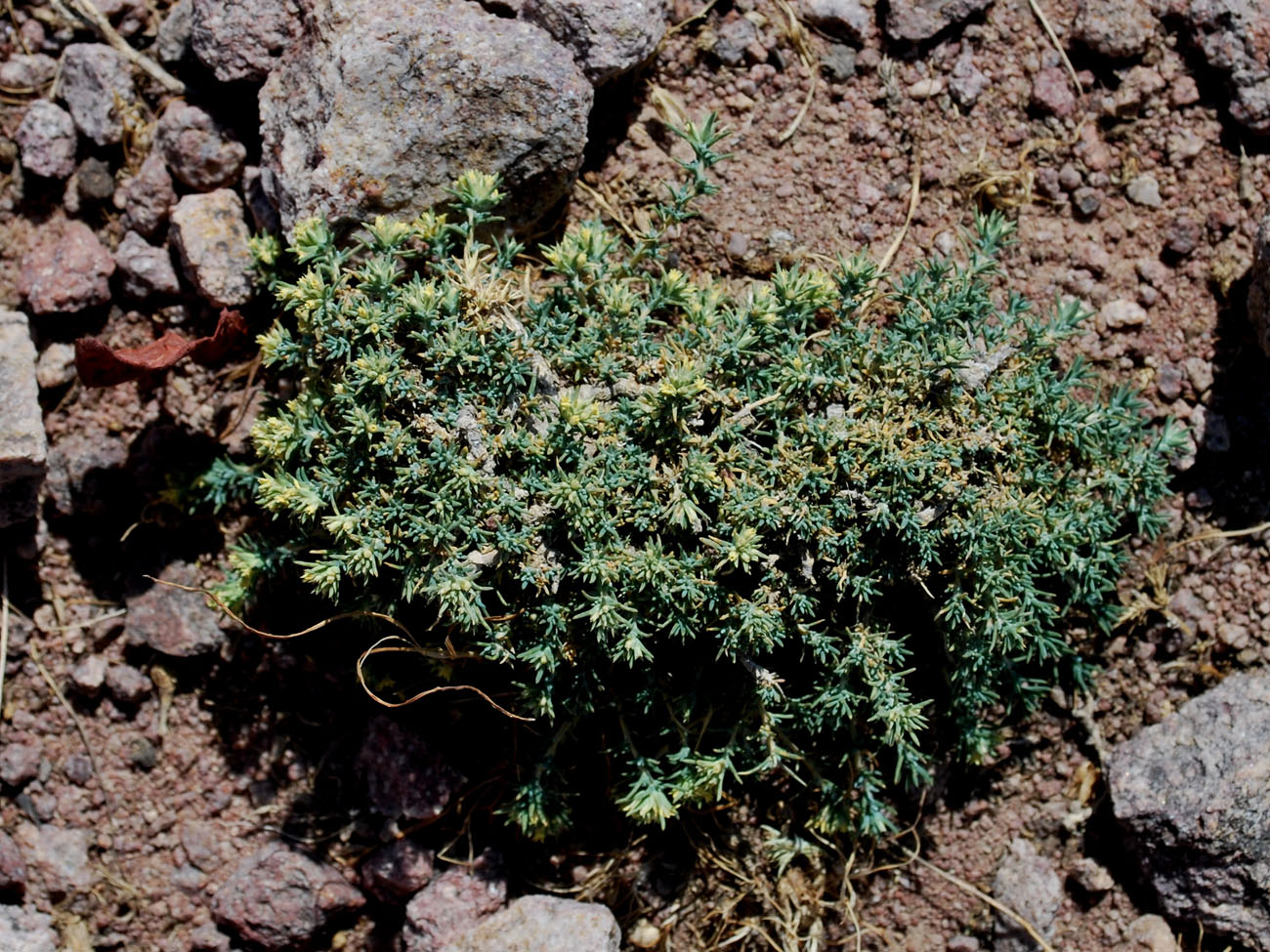 Image of Nanophyton botschantzevii specimen.