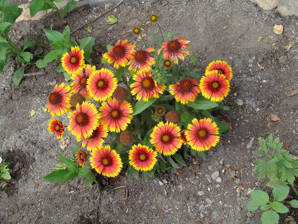 Image of genus Gaillardia specimen.