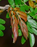 Calliandra haematocephala. Разворачивающийся лист. Израиль, Шарон, пос. Кфар Шмариягу, в культуре во дворе. 15.04.2015.