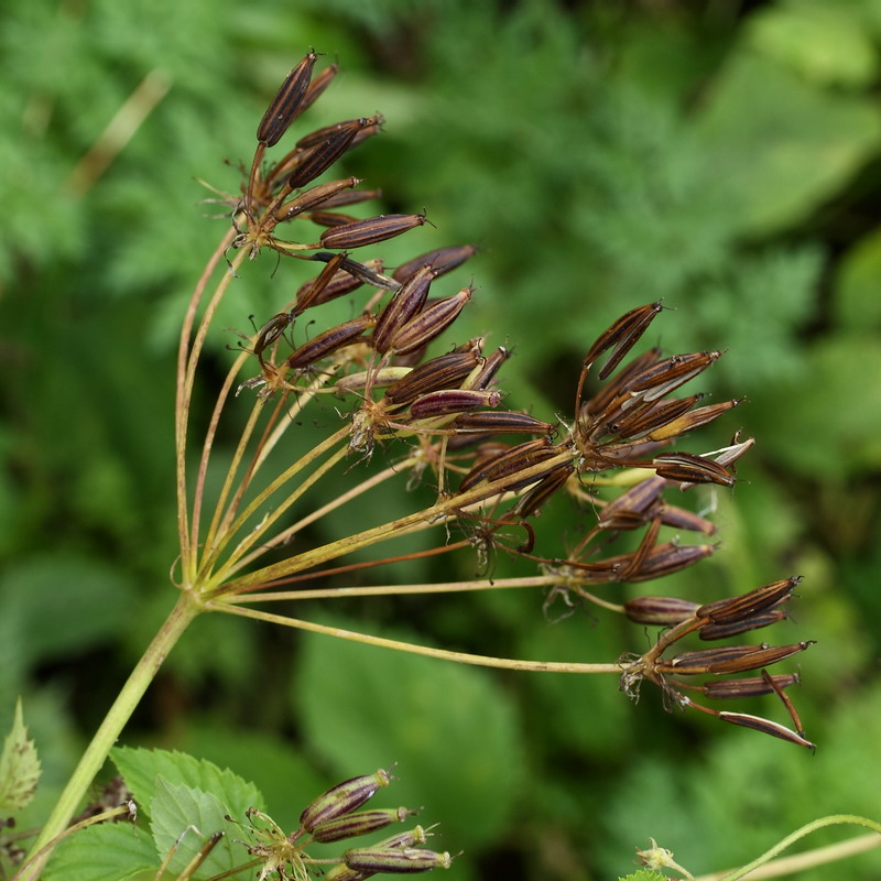 Image of Chaerophyllum aromaticum specimen.