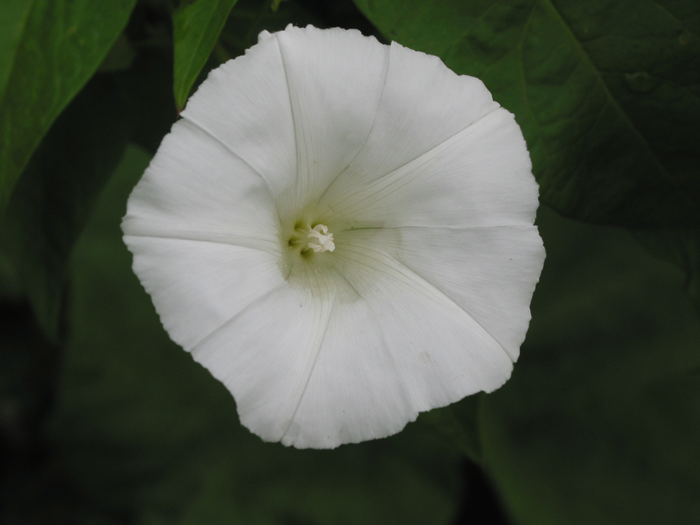 Image of Calystegia sepium specimen.