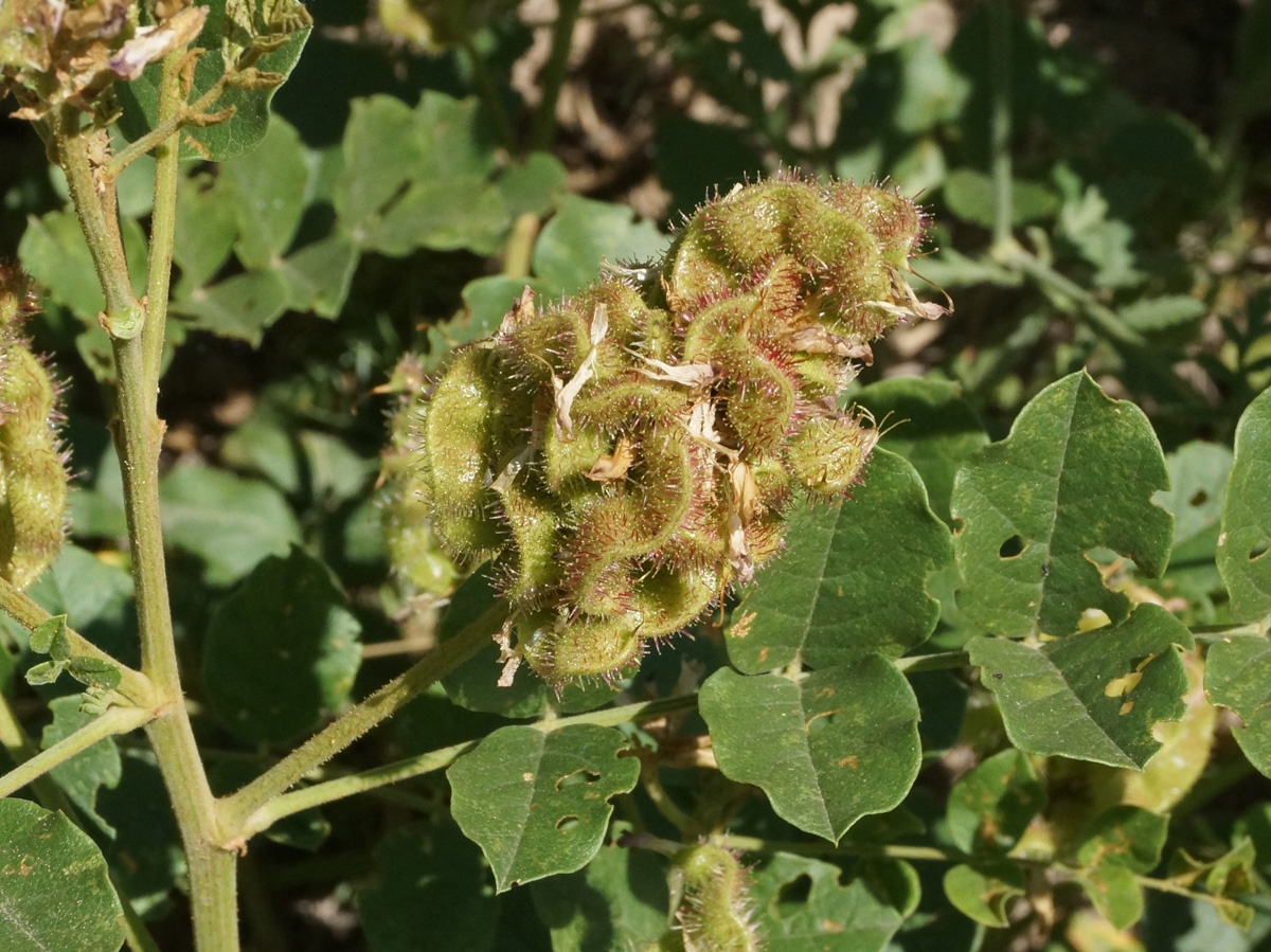 Image of Glycyrrhiza soongorica specimen.