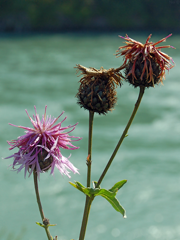 Изображение особи Centaurea scabiosa.