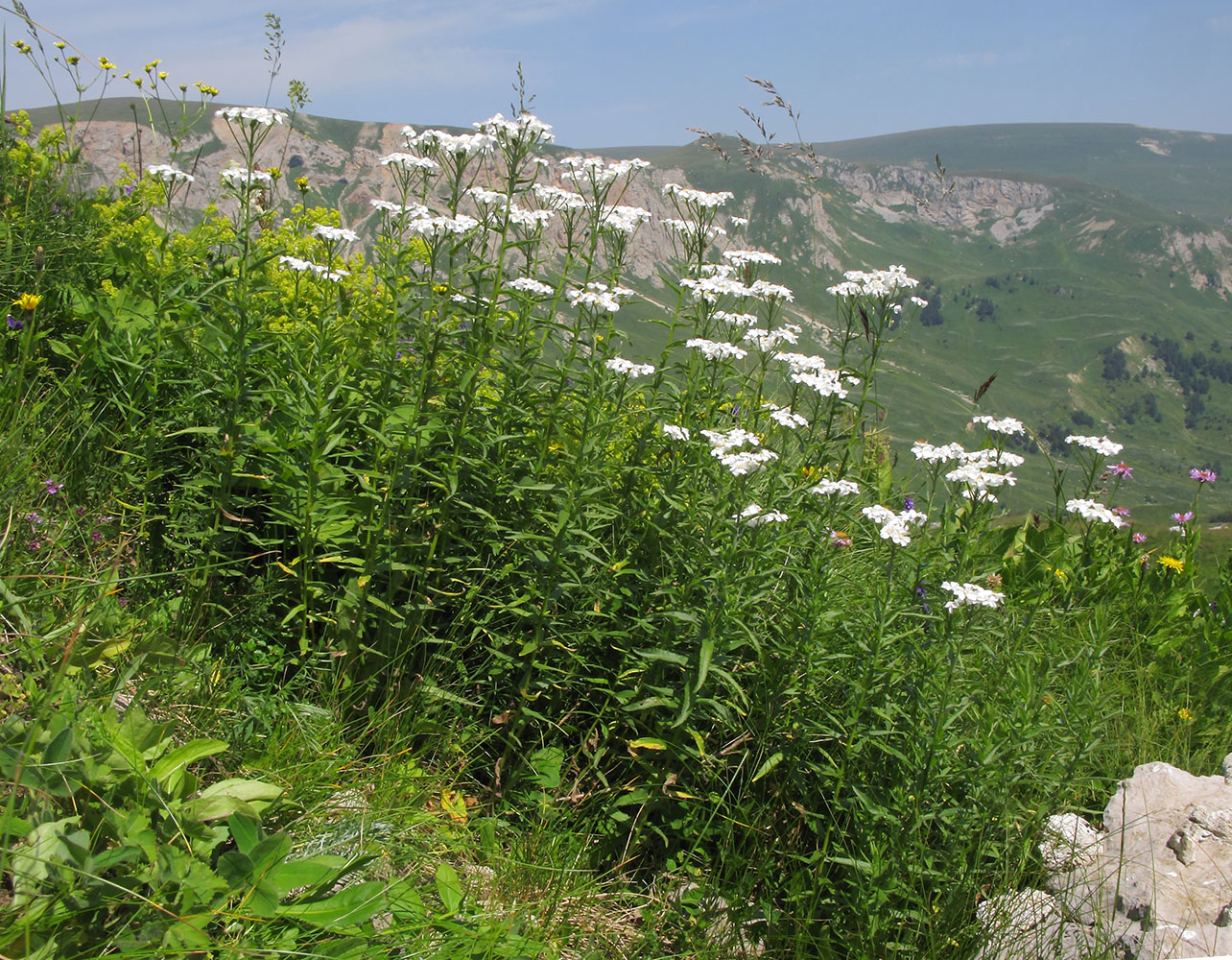 Image of Achillea biserrata specimen.