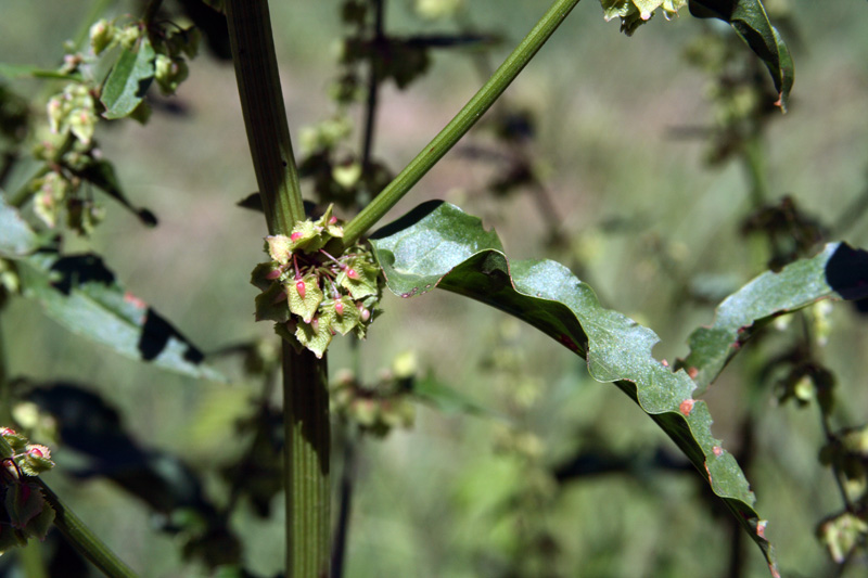 Изображение особи Rumex drobovii.