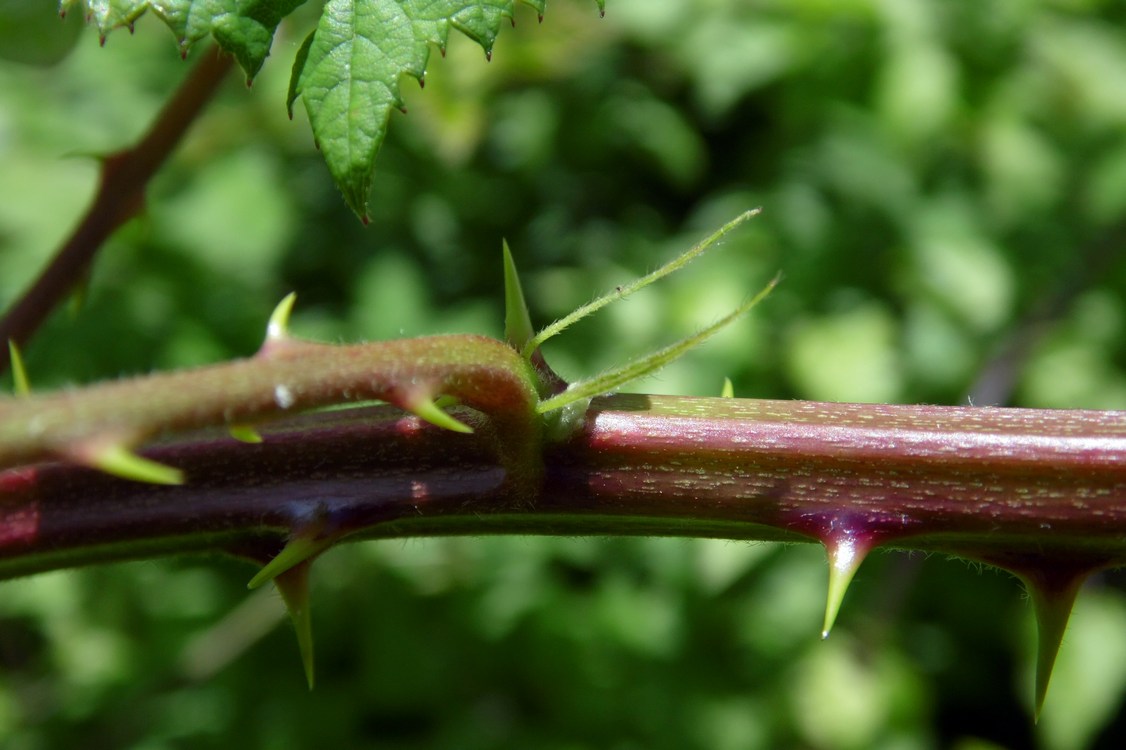 Image of Rubus sanctus specimen.