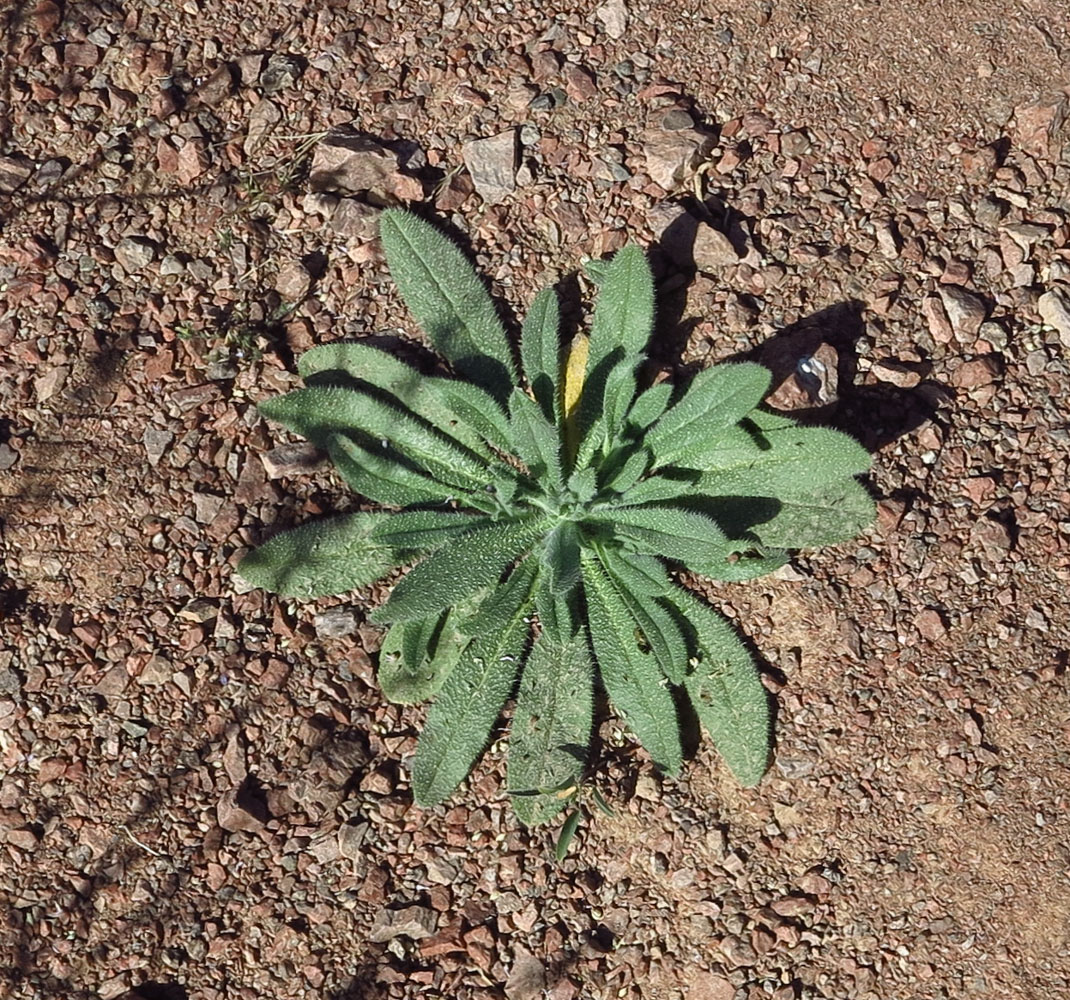 Image of Echium rauwolfii specimen.