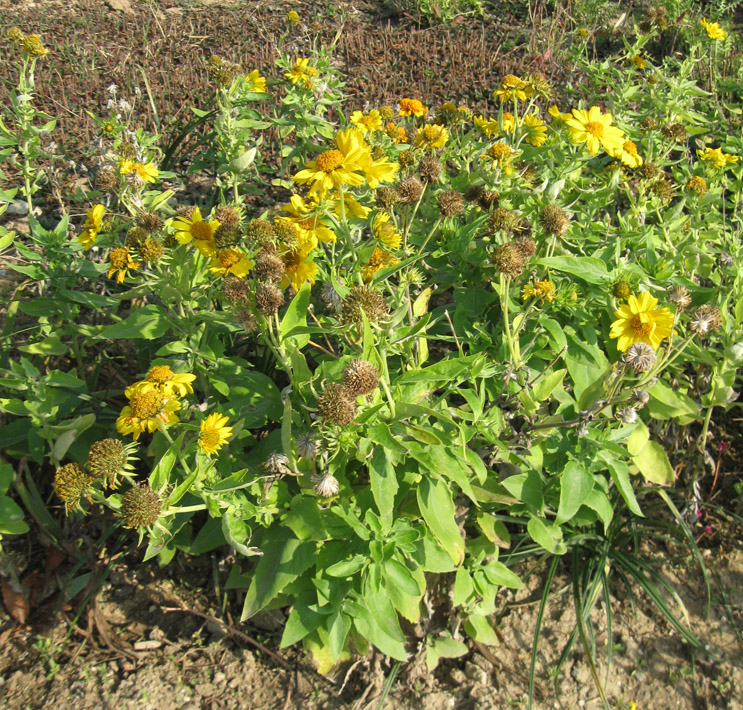 Image of genus Ximenesia specimen.