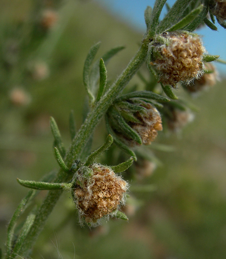 Image of Artemisia subviscosa specimen.