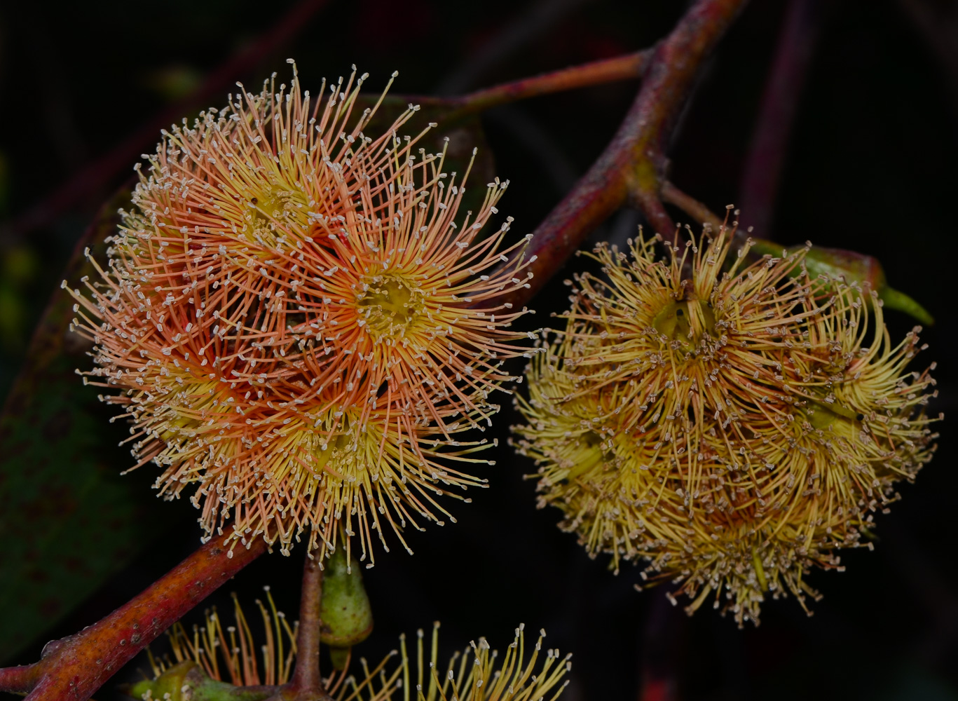 Image of genus Eucalyptus specimen.