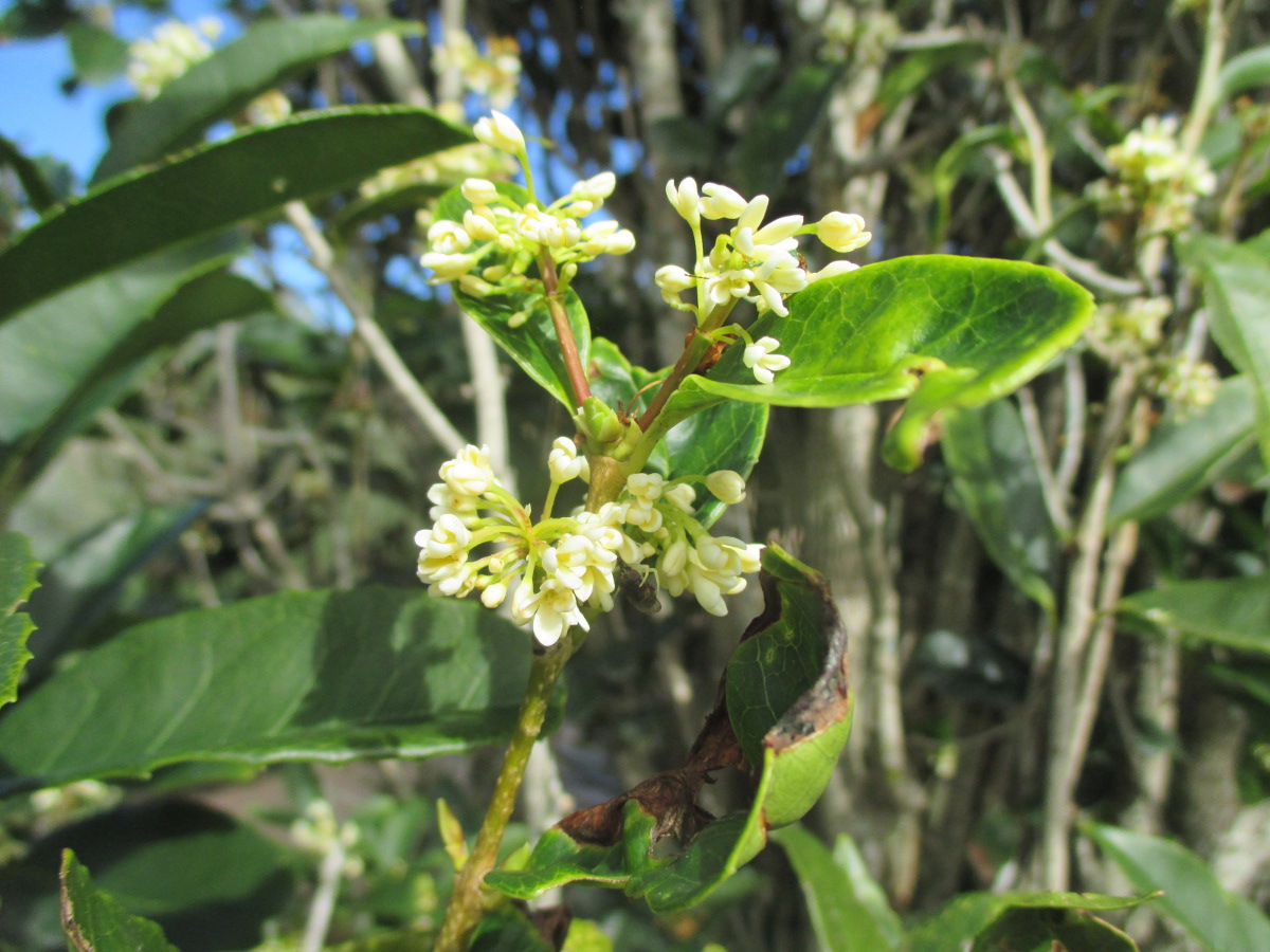 Image of Osmanthus fragrans specimen.