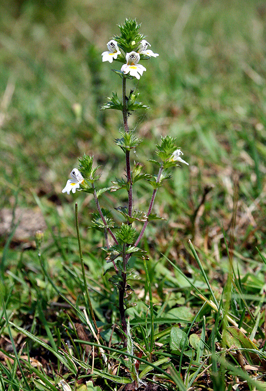 Изображение особи Euphrasia stricta.