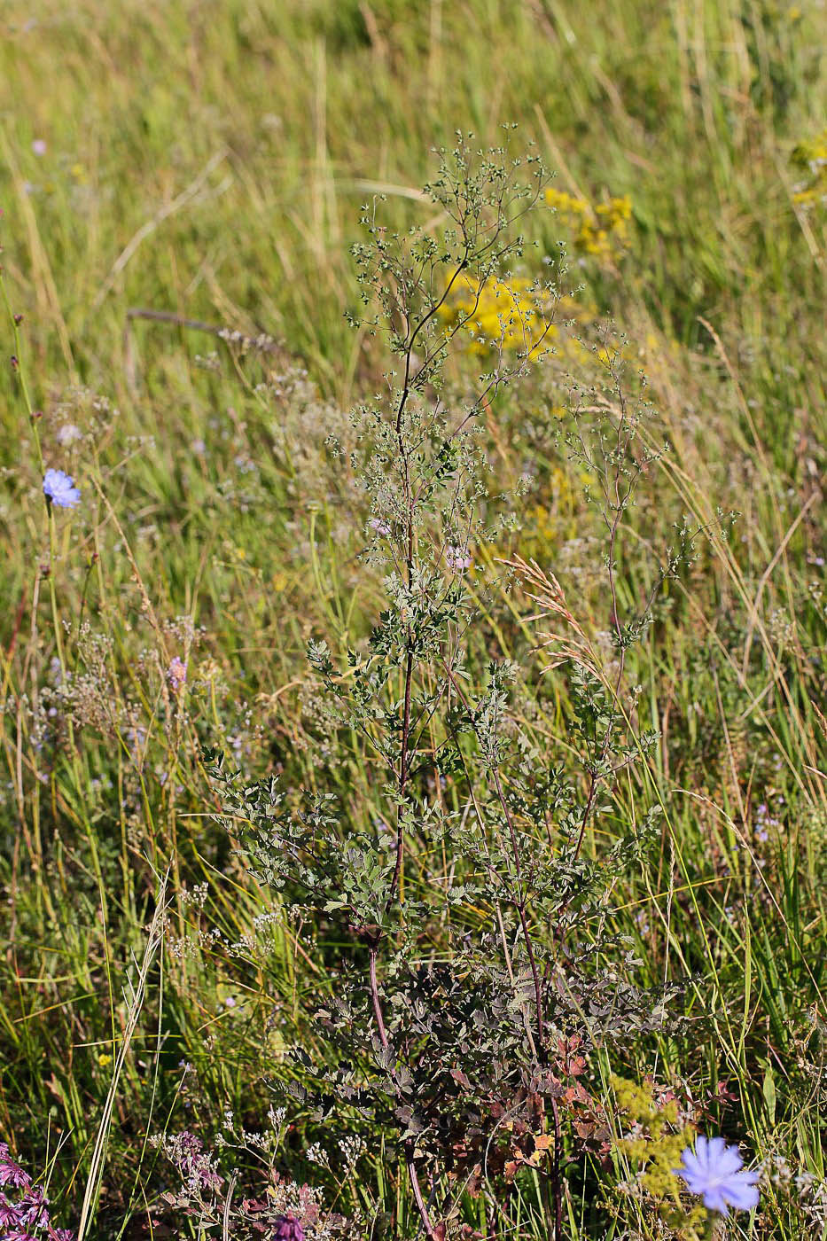 Image of Thalictrum minus specimen.