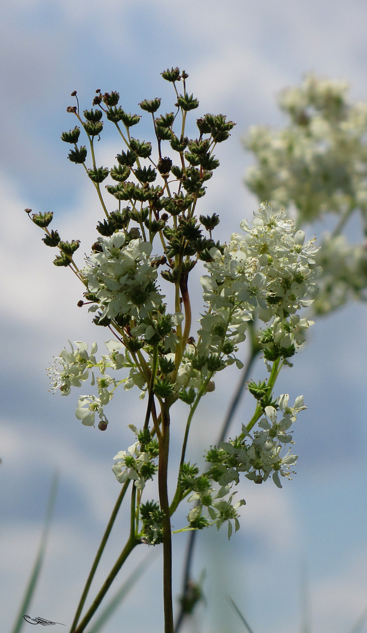 Изображение особи Filipendula vulgaris.