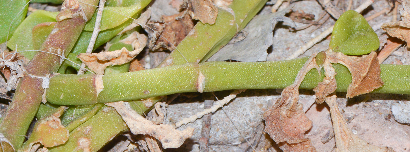 Image of Aptenia &times; vascosilvae specimen.