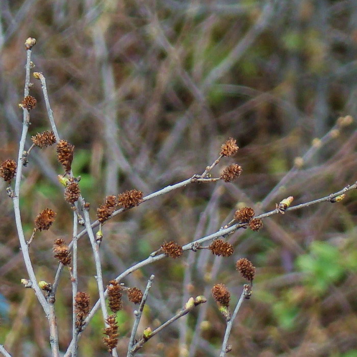 Image of Betula nana specimen.