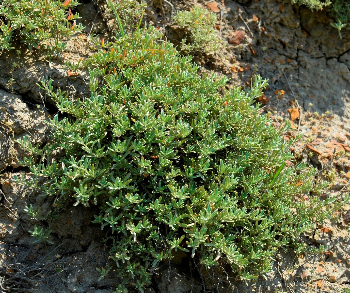 Image of Atriplex cana specimen.