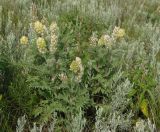 Oxytropis pilosa