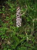 Orchis purpurea