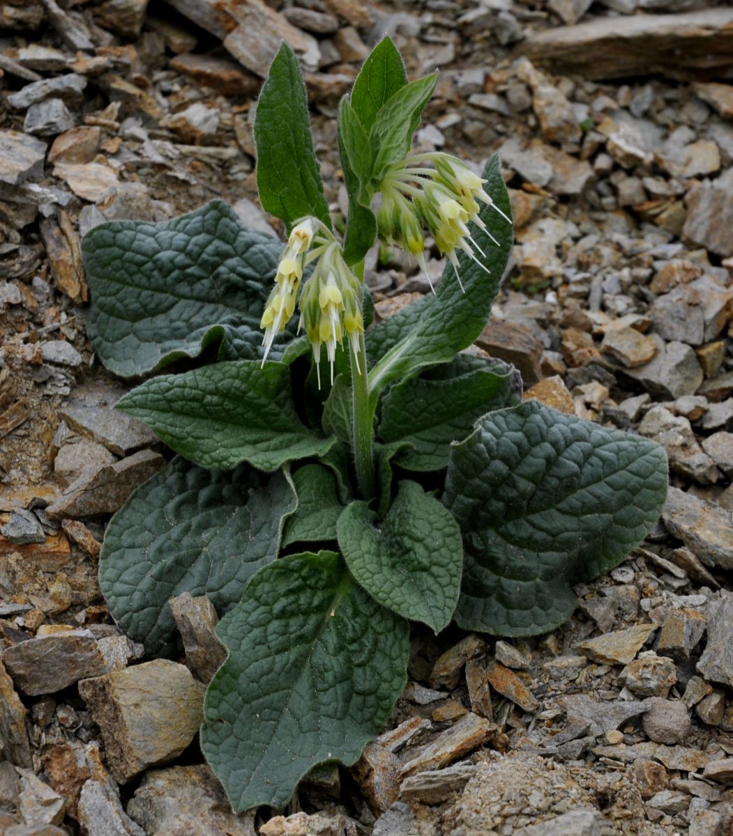 Image of Symphytum bulbosum specimen.