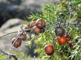 Juniperus oxycedrus