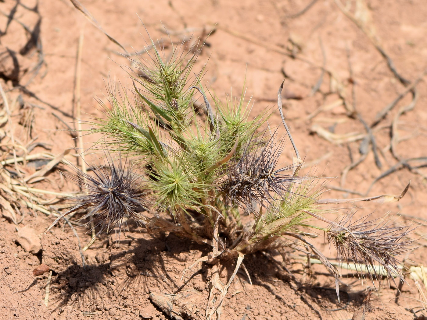 Image of Heteranthelium piliferum specimen.