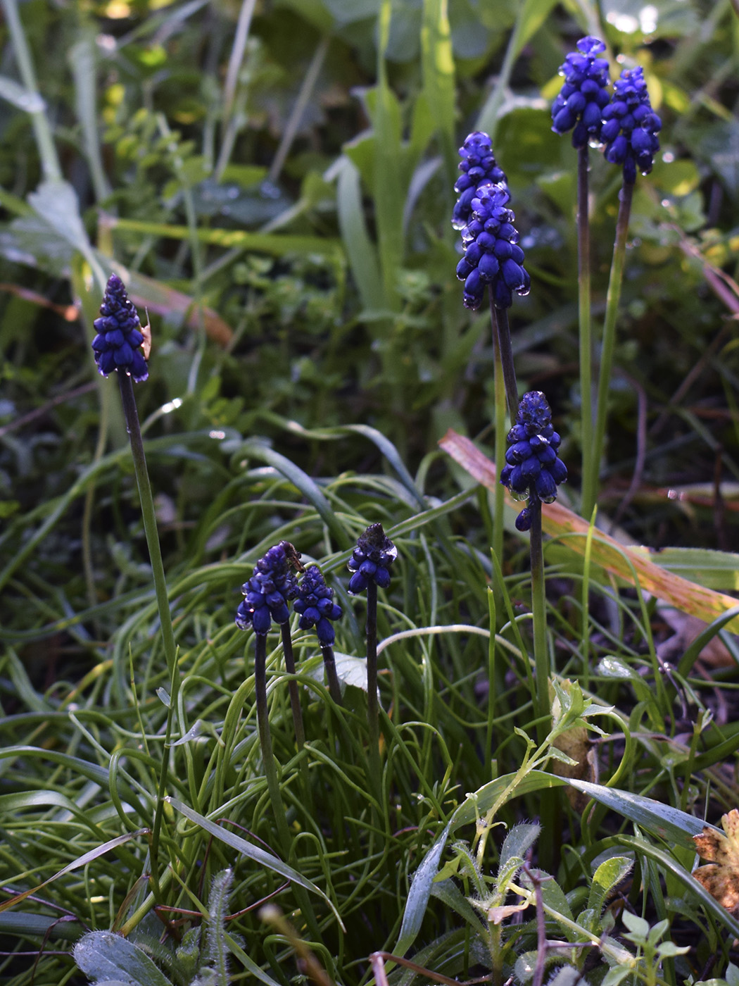 Image of Muscari neglectum specimen.