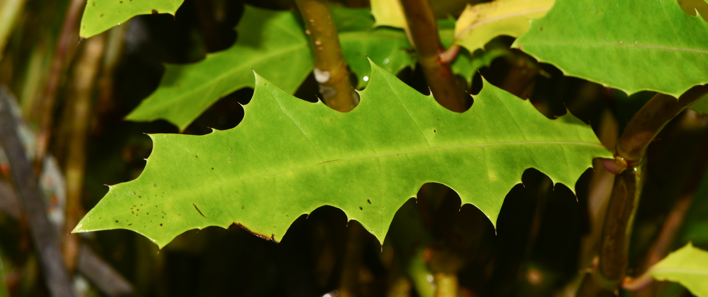 Изображение особи Acanthus ilicifolius.