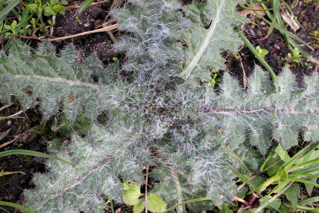 Изображение особи Cirsium vulgare.