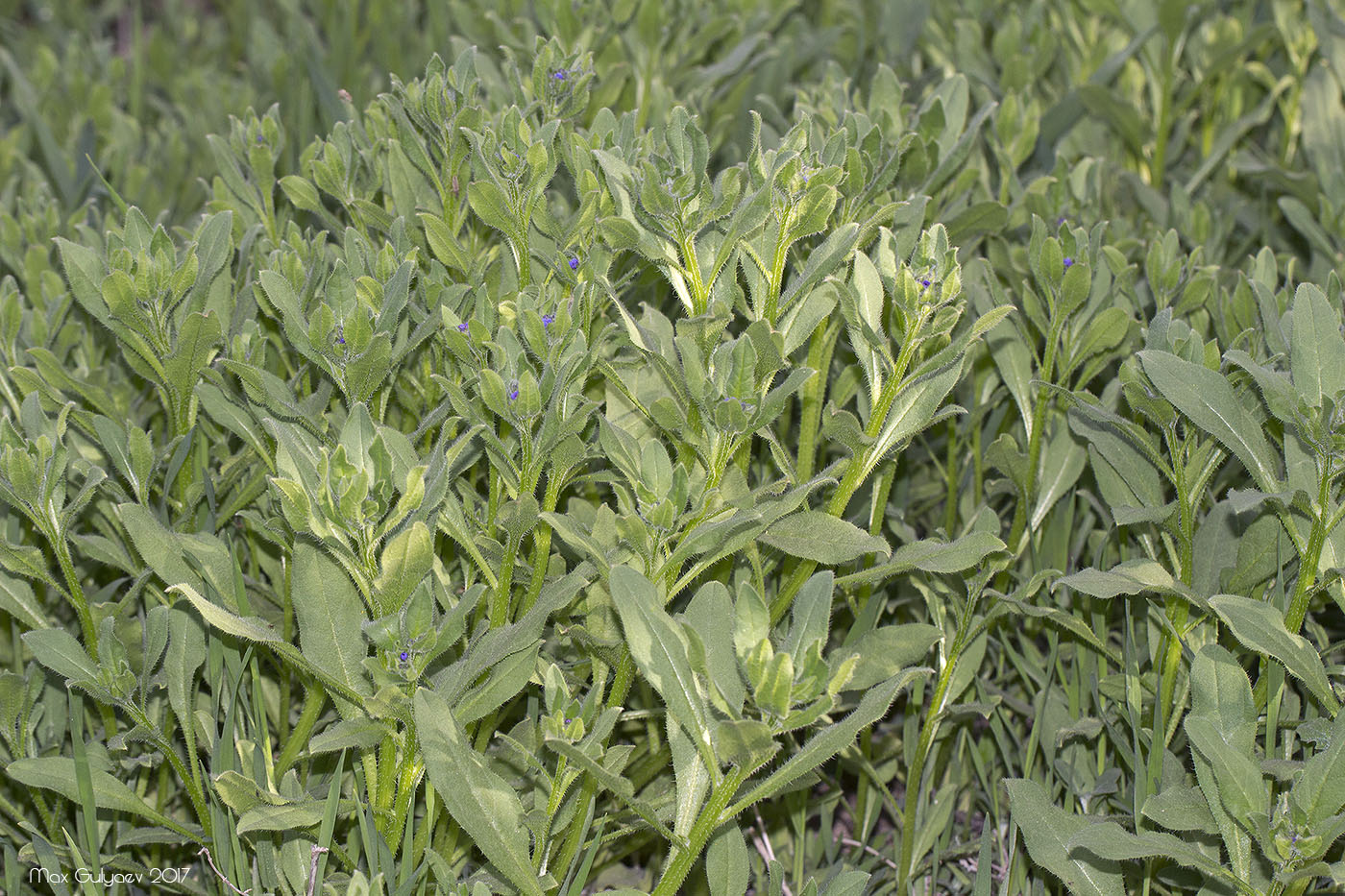 Image of Asperugo procumbens specimen.