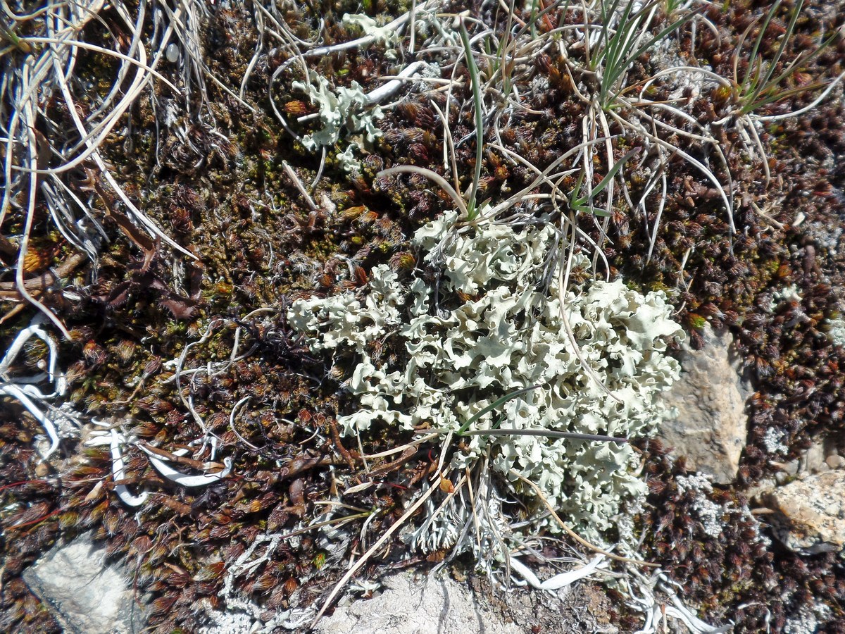 Image of Flavocetraria cucullata specimen.