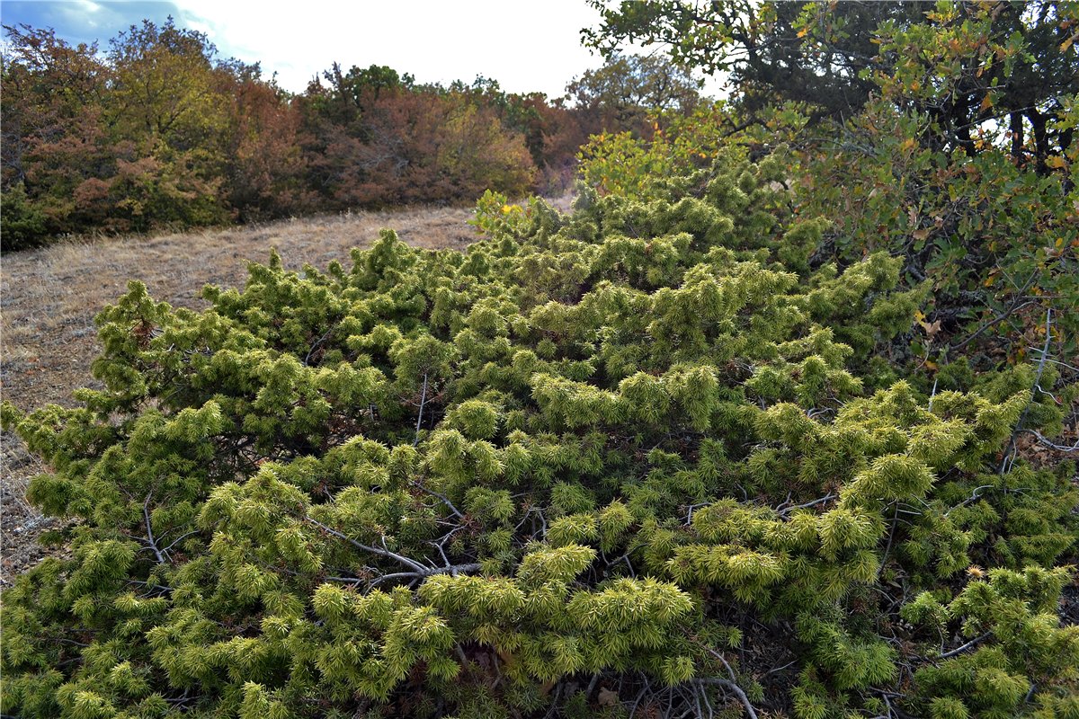 Image of Juniperus deltoides specimen.