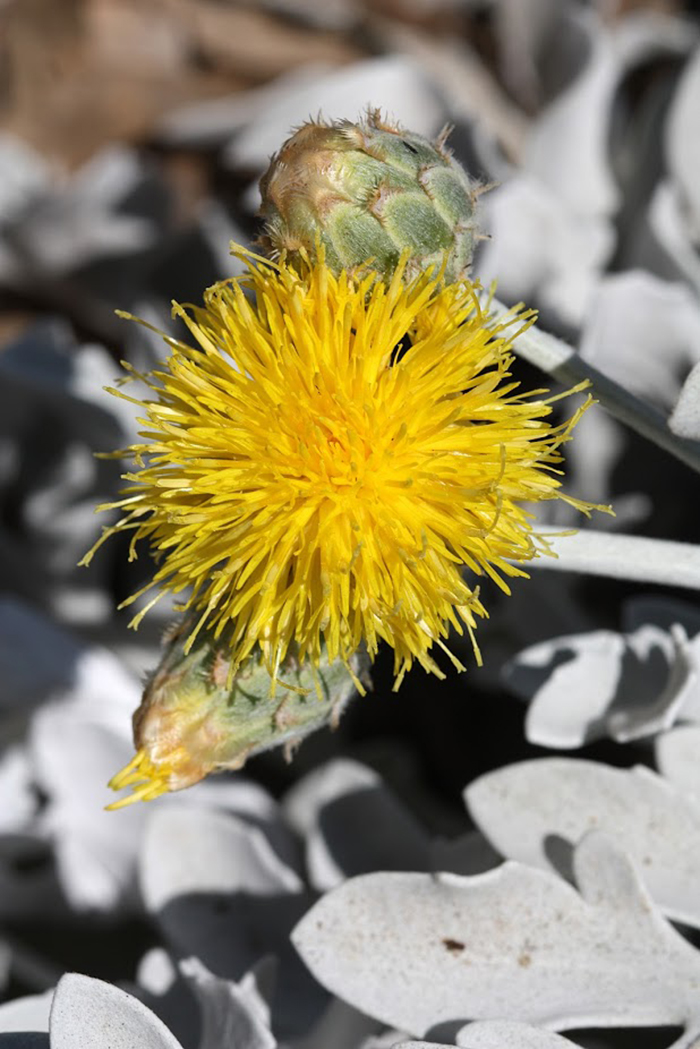 Image of Centaurea cineraria specimen.