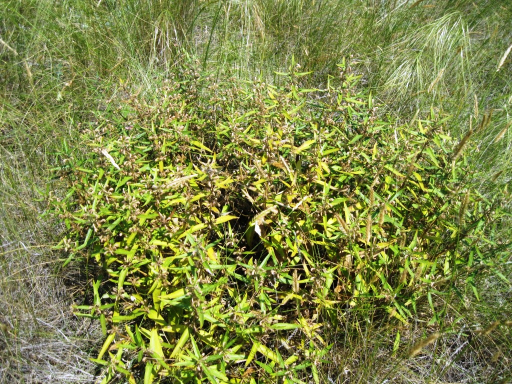 Image of Phlomis pungens specimen.