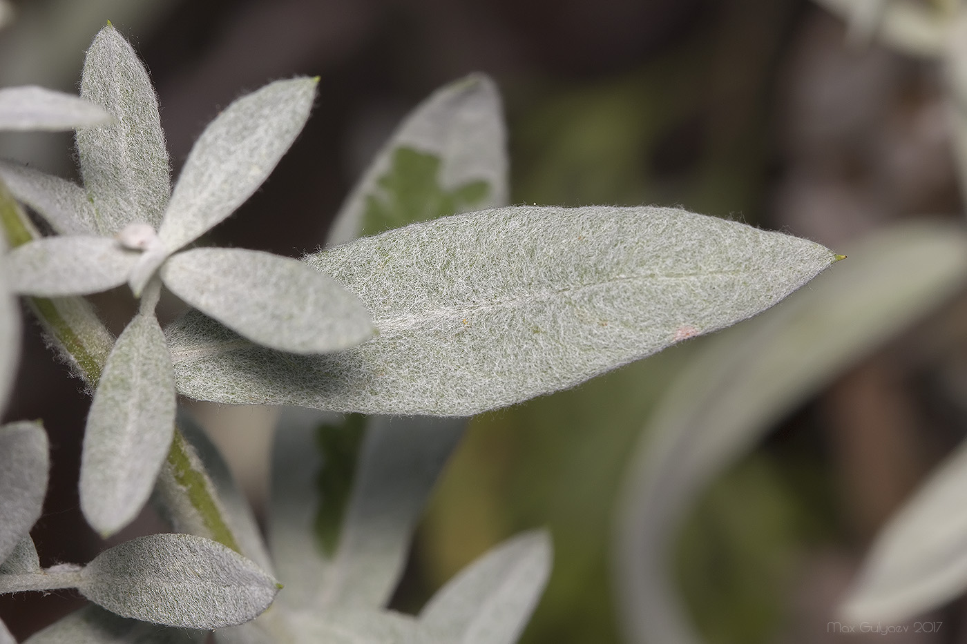 Image of Artemisia ludoviciana specimen.