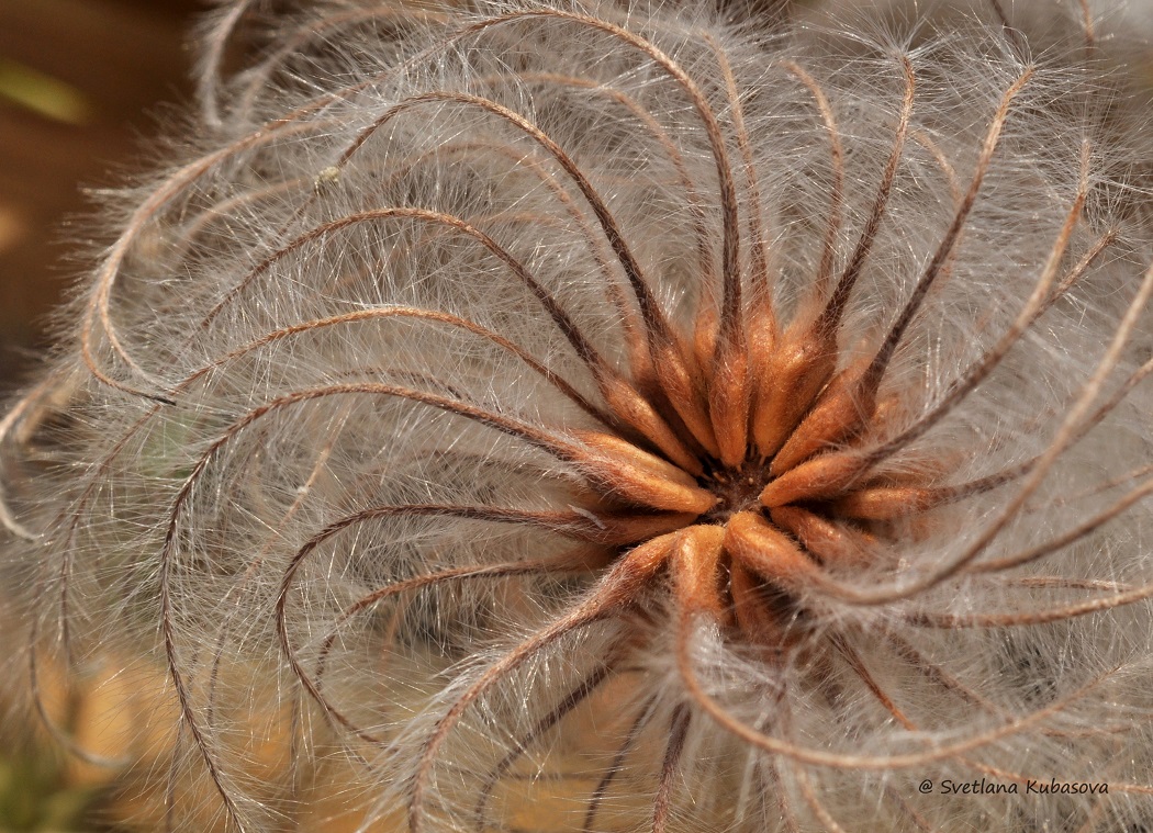 Image of Clematis integrifolia specimen.