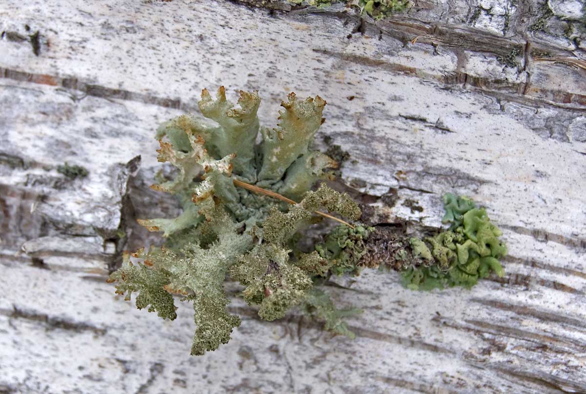 Image of class Lecanoromycetes specimen.