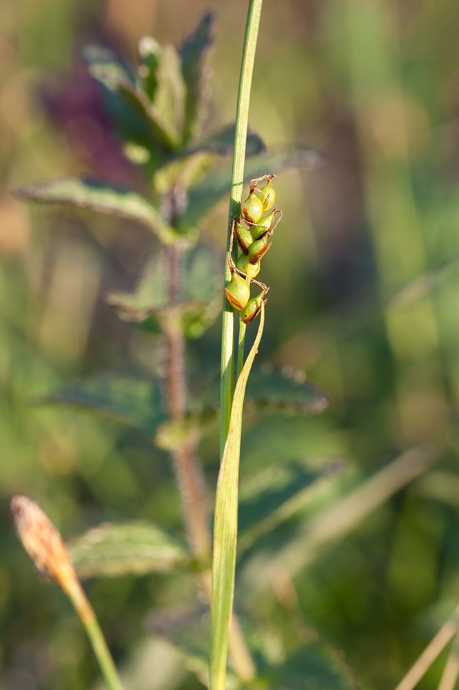 Image of Carex vaginata ssp. quasivaginata specimen.