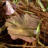 Caltha palustris