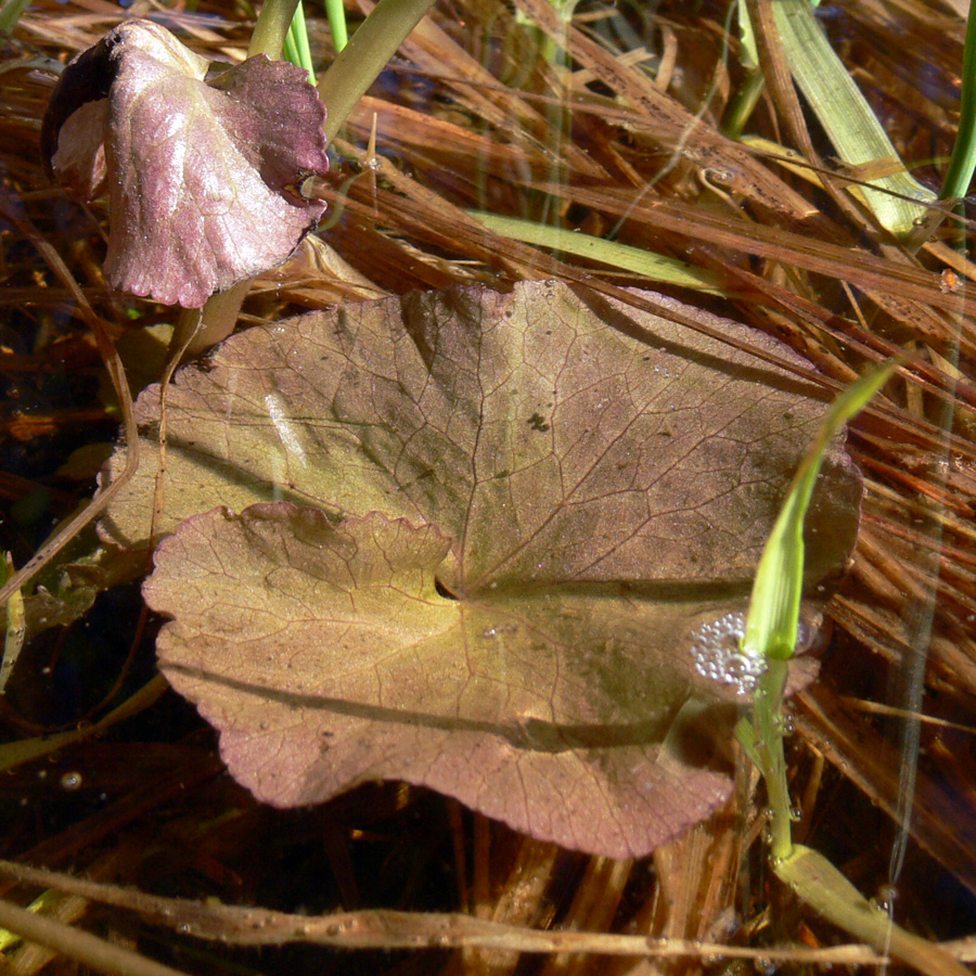 Image of Caltha palustris specimen.