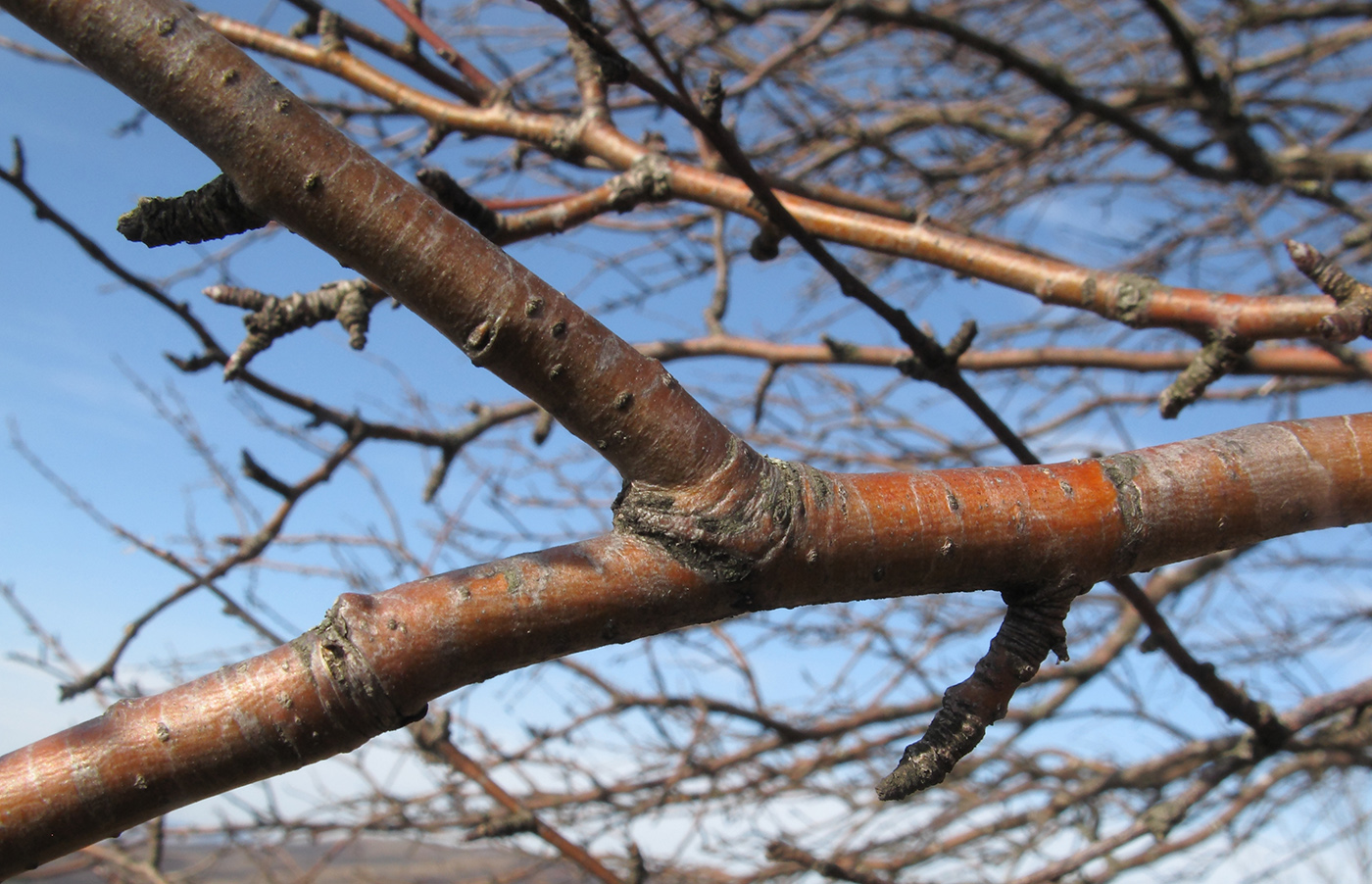 Image of Pyrus caucasica specimen.