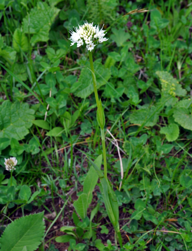 Image of Traunsteinera sphaerica specimen.