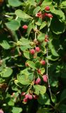 Berberis sphaerocarpa